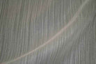 cream NAOMI Sheer Fabric by the Yard - 118 Inch Wide